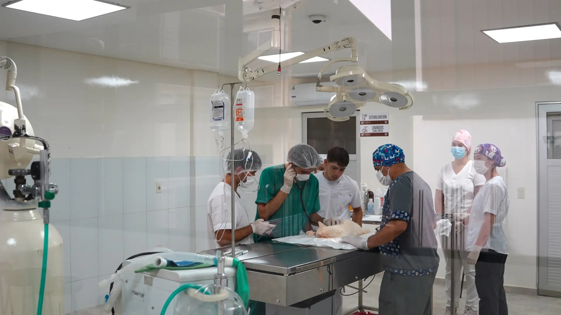 Prácticas clínico-quirúrgicas fortalecen la formación de estudiantes de Veterinaria en la UNAE